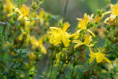 St John's wort, hypericum perforatum çiçek makro