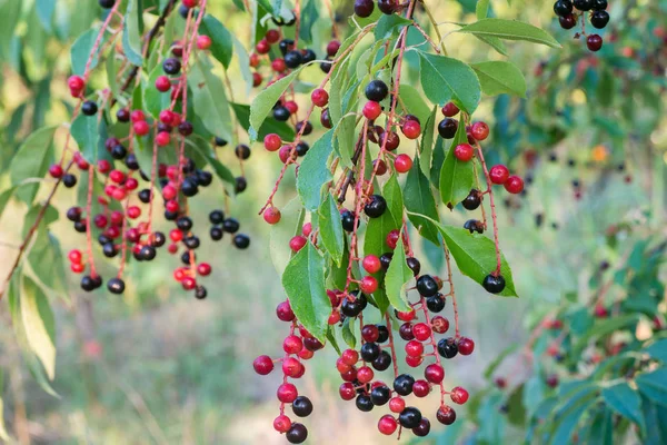 Prunus Padus Bird Cherry Berries Twig Macro — Stock Photo, Image