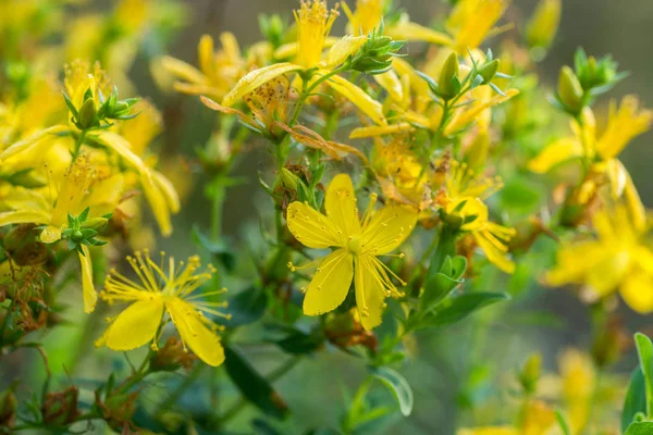 John Wort Hypericum Perforatum Çiçek Makro — Stok fotoğraf