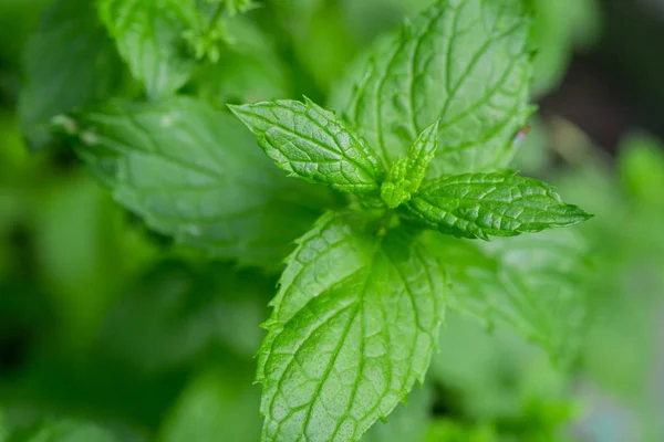 Fresh Aromatic Spearmint Herb Growing Garden — Stock Photo, Image