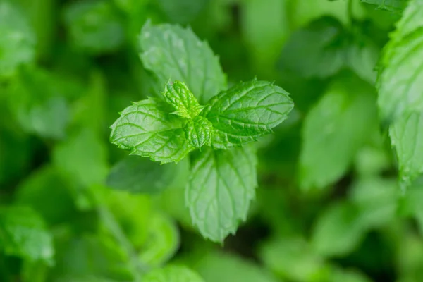 Fresh Aromatic Spearmint Herb Growing Garden — Stock Photo, Image