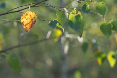 dal makro seçici odak üzerinde sarı huş ağacı yaprakları