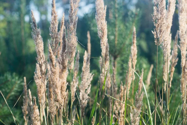 フィールドのマクロで乾いた草の花 — ストック写真