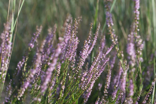 Heather Flowers Macro Selective Focus — Stock Photo, Image