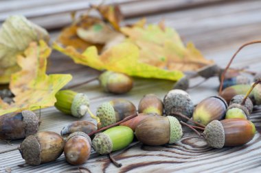 meşe palamutları ve meşe yaprakları üzerinde ahşap Bank makro