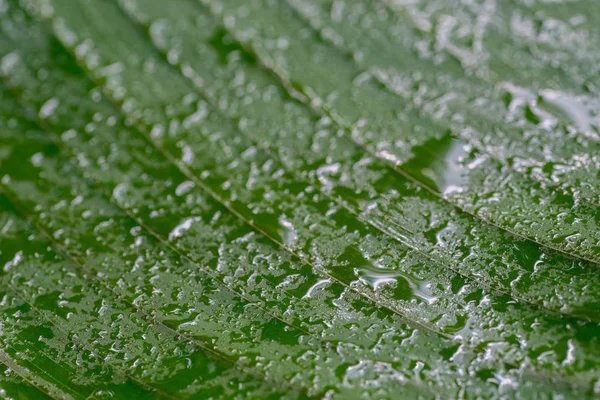 Wassertropfen Auf Grünen Blättern Makroselektiver Fokus — Stockfoto