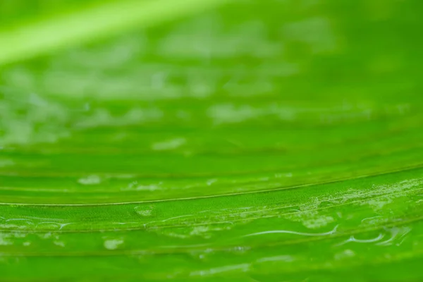 Zöld Levél Alatt Áramló Víz Makró Háttér Textúra — Stock Fotó