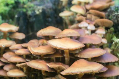 Kuehneromyces mutabilis, Pholiota mutabilis, woodtuft mantar makro kılıflı
