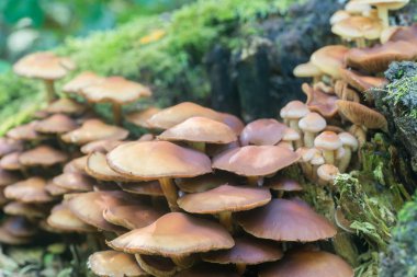 Kuehneromyces mutabilis, Pholiota mutabilis, woodtuft mantar makro kılıflı