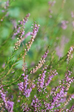 Heather çiçek makro seçici odak