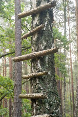 bir merdiven şekillendirme ağaç üzerinde çivilenmiş sopa