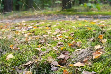yosunlu zemin üzerine düşen sonbahar huş ağacı yaprakları