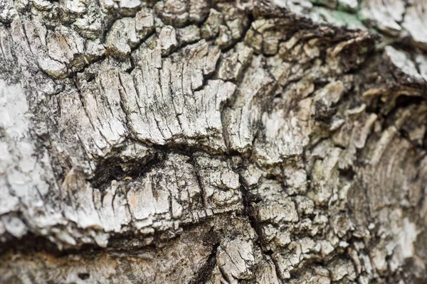 Eski Huş Günlük Makro Seçici Odak — Stok fotoğraf