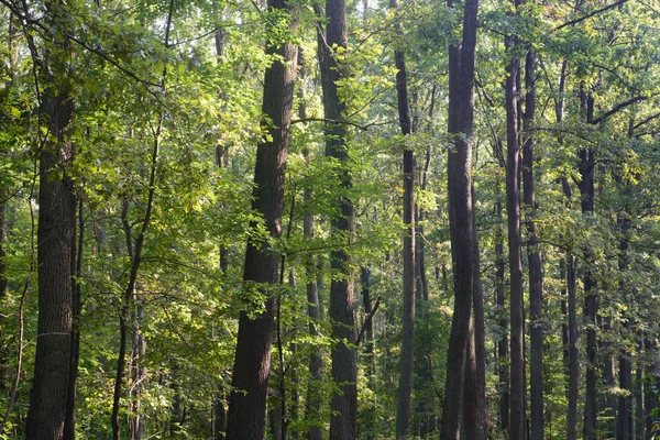 Bosque Roble Verano Día Soleado — Foto de Stock