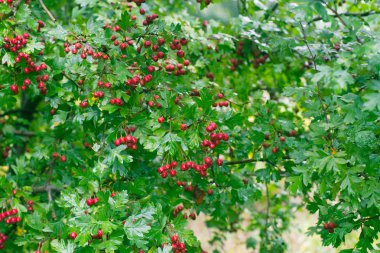 Dal makro üzerinde Crataegus alıç, thornapple, Mayıs-ağacı, whitethorn veya hawberry çilek