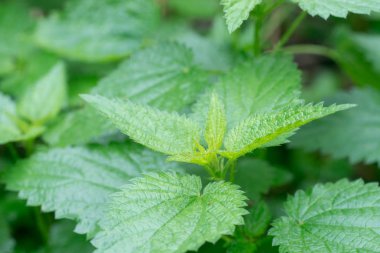 Urtica, nettles veya ısırgan nettles taze yeşil yaprakları makro