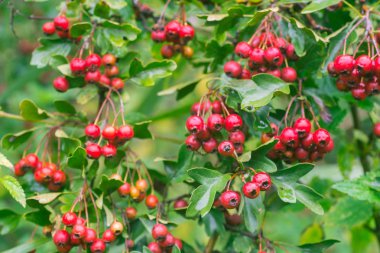Dal makro üzerinde Crataegus alıç, thornapple, Mayıs-ağacı, whitethorn veya hawberry çilek