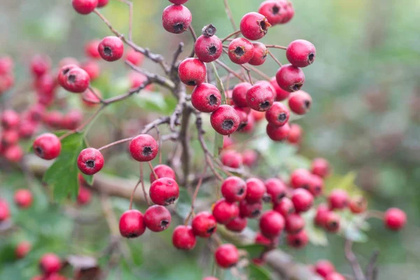 Crataegus Hawthorn Thornapple May Tree Whitethorn Hawberry Berries Twig Macro — Stock Photo, Image