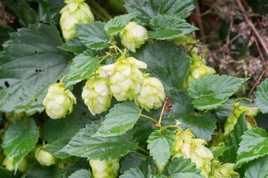 Şerbetçi koniler makro dal üzerinde hop.