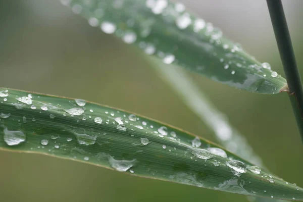 Зеленые Листья Трости Макрос Капли Воды Селективного Фокуса — стоковое фото