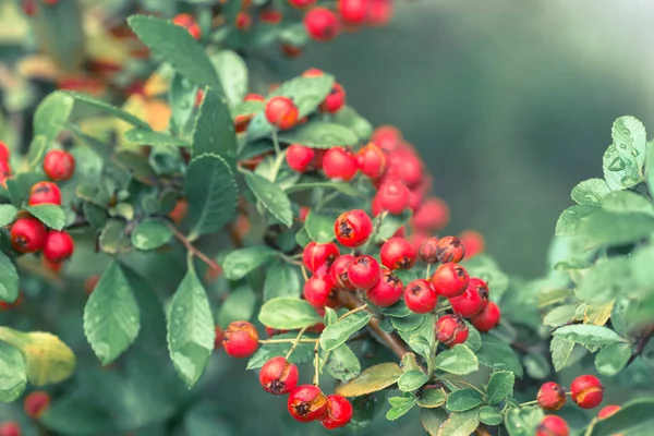 Cotoneaster Horizontalis Red Berries Twig Water Drops Macro — Stock Photo, Image
