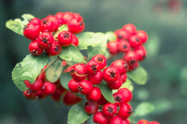 Cotoneaster Horizontalis Rode Bessen Het Takje Met Water Drops Macro — Stockfoto