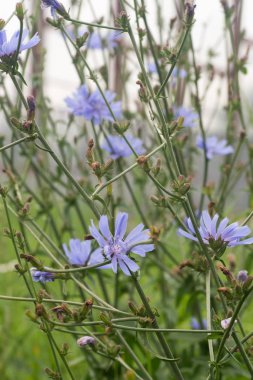 Çayır makro ortak mavi hindiba çiçek