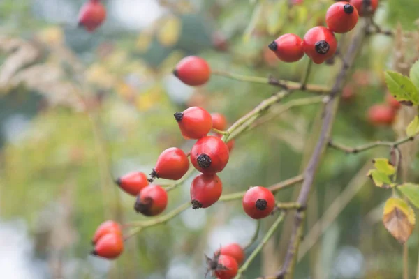 Autumn Red Rose Hips Twig Macro — Stock Photo, Image