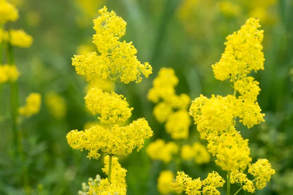 ガリウム ヴェルムや女性の Bedstraw Bedstraw 花マクロ — ストック写真