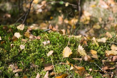 makro seçici odak sarı düşmüş sonbahar huş ağacı yaprakları