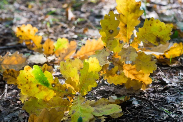 Gele Eikenloof Gevallen Herfst Macro Selectieve Aandacht — Stockfoto