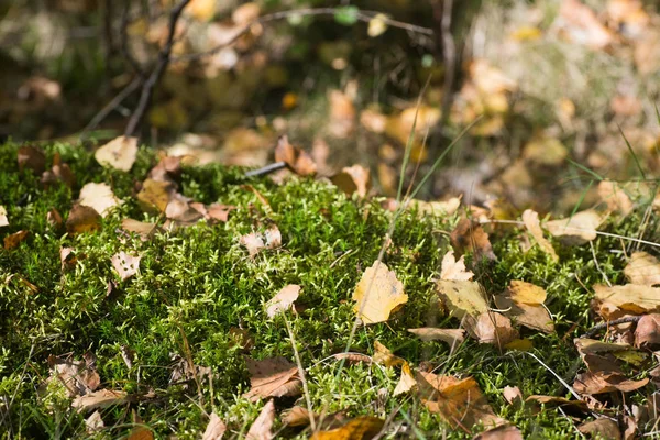 makro seçici odak sarı düşmüş sonbahar huş ağacı yaprakları