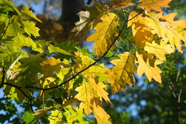 Žlutý Dub Podzim Listí Větvičku Lese — Stock fotografie