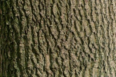 Akçaağaç kabuğu dokusu arkaplanı