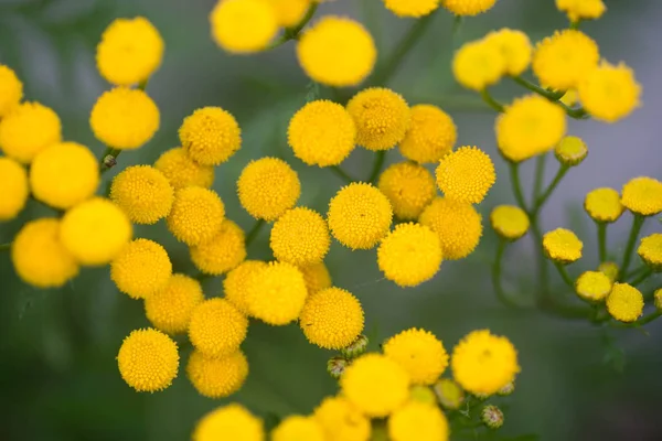 Tansy Botones Amargos Botones Amargos Dorados Vaca Tanacetum Vulgare Flores —  Fotos de Stock