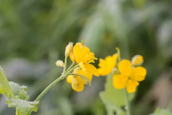 Chelidonium Majus Celidonia Mayor Nipplewort Swallowwort Tetterwort Flowers Macro —  Fotos de Stock