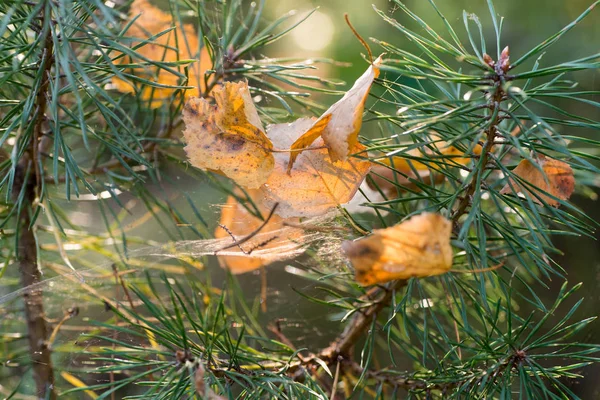 Fall Birch Leaves Cobweb Pine Twig — Stock Photo, Image