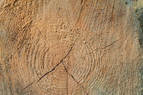 Cut Pine Wood Log Background Texture Macro — Stock Photo, Image
