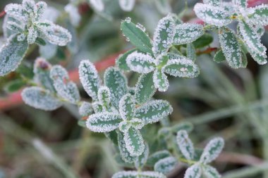 hoarfrost yeşil yaprakları makro üzerinde