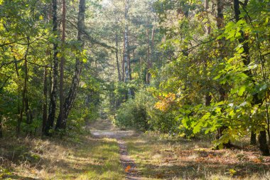 Güneşli bir günde yaz ormanındaki patika.