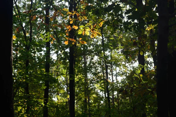 back lit  yellow oak fall leaves in forest