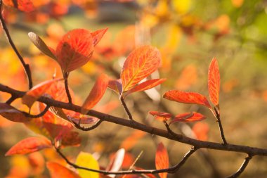 çok renkli dalda yaprak