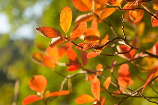 Hojas Multicolores Otoño Rama — Foto de Stock