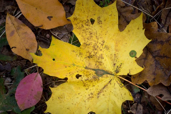 Feuilles Mortes Multicolores Macro Sur Sol — Photo