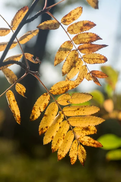 Rowan Żółty Jesienią Liści Makro Niewyraźne Tło — Zdjęcie stockowe