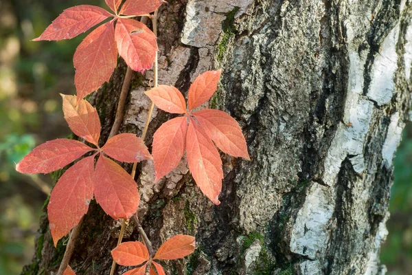 Parthenocissus Virginia Creeper Rote Herbstblätter Stamm Der Birke — Stockfoto