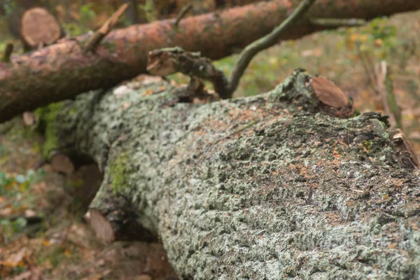 Gefällte Eiche Wald — Stockfoto