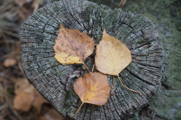 Outono Caído Folhas Bétula Árvore Toco Macro — Fotografia de Stock