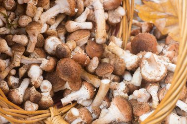 Armillaria, ormanda mantar, hasır sepet makro grubu