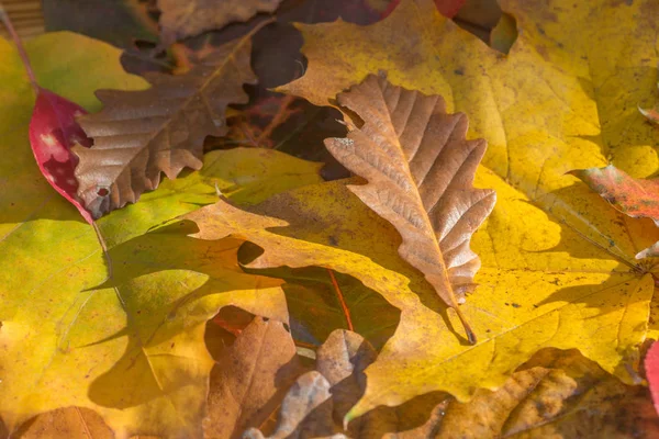 Multicolore Tombé Feuilles Automne Macro — Photo